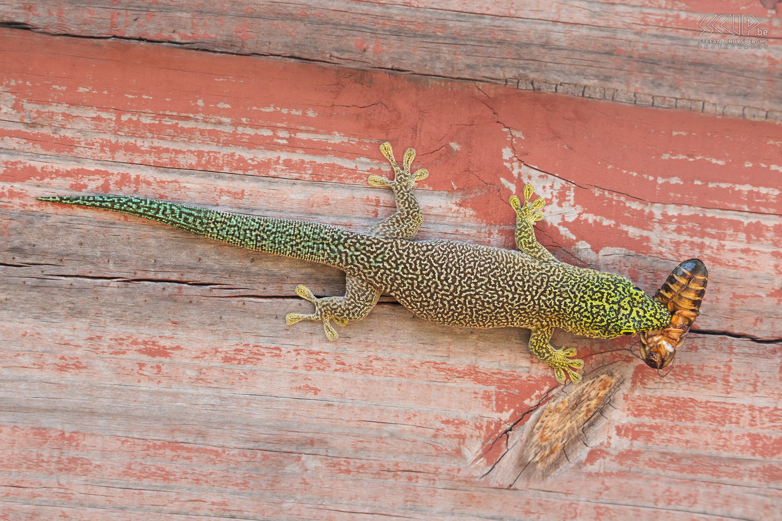 Zombitse - Standing's day gecko On our way to Ifaty in the south we also stopped in Zombitse national park to make a small hike. At the entrance we spotted a standing's day gecko (Phelsuma standingi) that had catched an insect. Stefan Cruysberghs